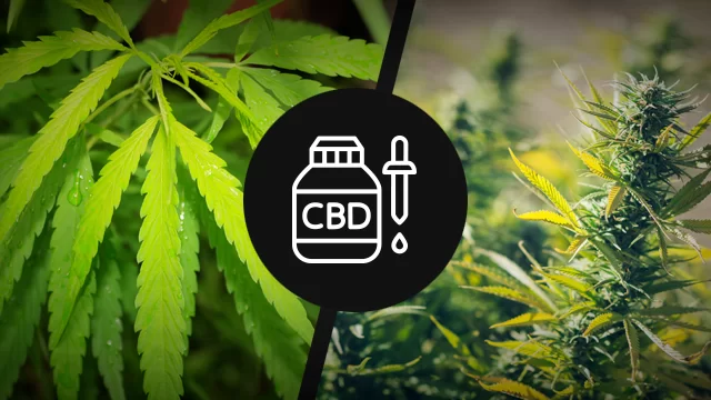 canepa si marijuana oncoterapeut